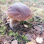 Am Drömling Südheide - Gerda *