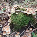 Am Drömling Südheide - Gerda *