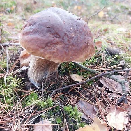 Am Droemling Suedheide - Gerda *