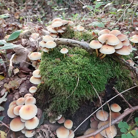 Am Droemling Suedheide - Gerda *