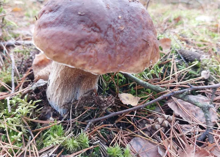 Am Droemling Suedheide - Gerda *