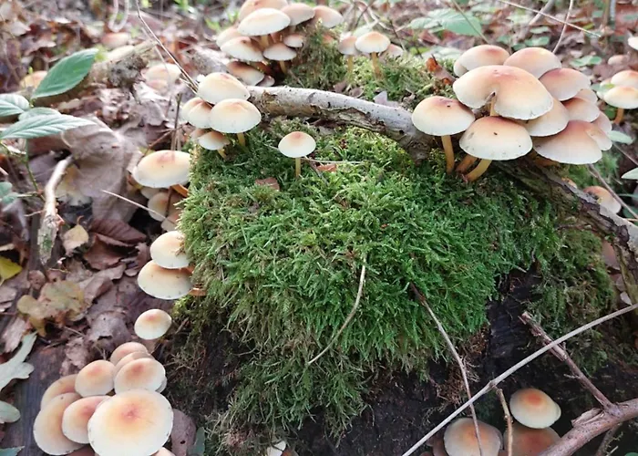 Am Droemling Suedheide - Gerda *